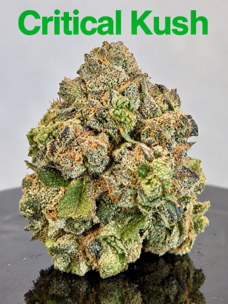 Critical Kush cannabis flower