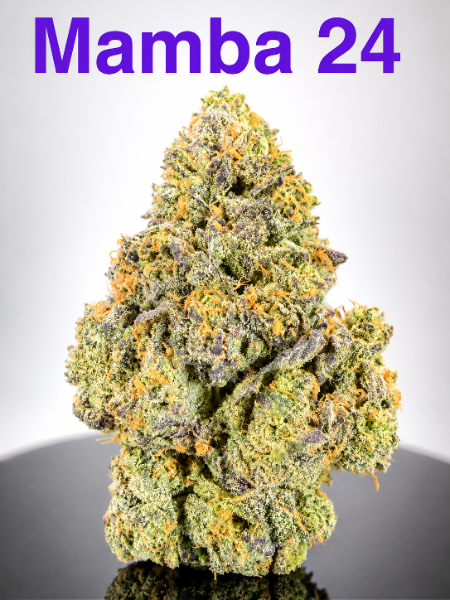 Mamba 24 cannabis flower